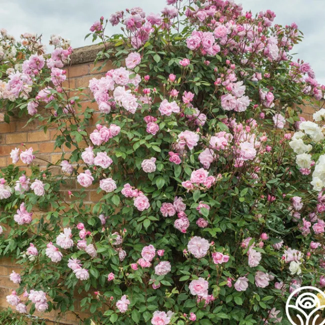 Mary Delany®>Heirloom Roses