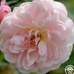 Mary Delany®>Heirloom Roses