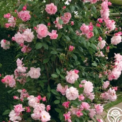 Mary Delany®><noscript><img width=