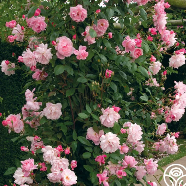 Mary Delany®>Heirloom Roses