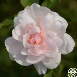 Mary Delany®><noscript><img width=