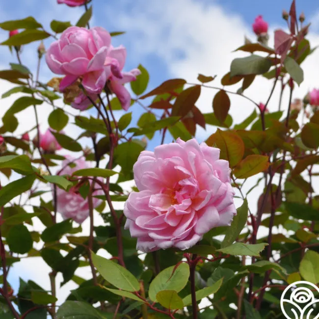 Mary Delany®>Heirloom Roses