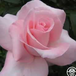 Marylou Whitney><noscript><img width=