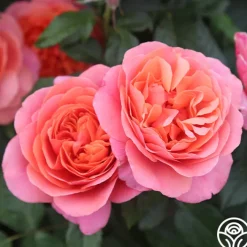 Matchless Mother™>Heirloom Roses Discount