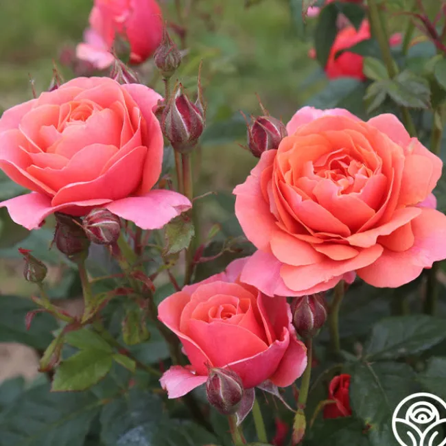 Matchless Mother™>Heirloom Roses Discount