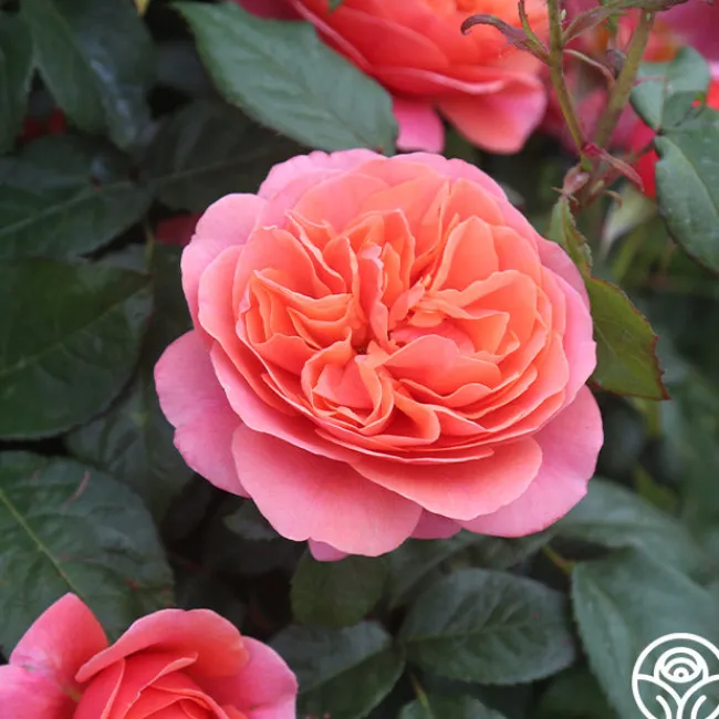 Matchless Mother™>Heirloom Roses Discount