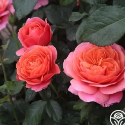 Matchless Mother™><noscript><img width=