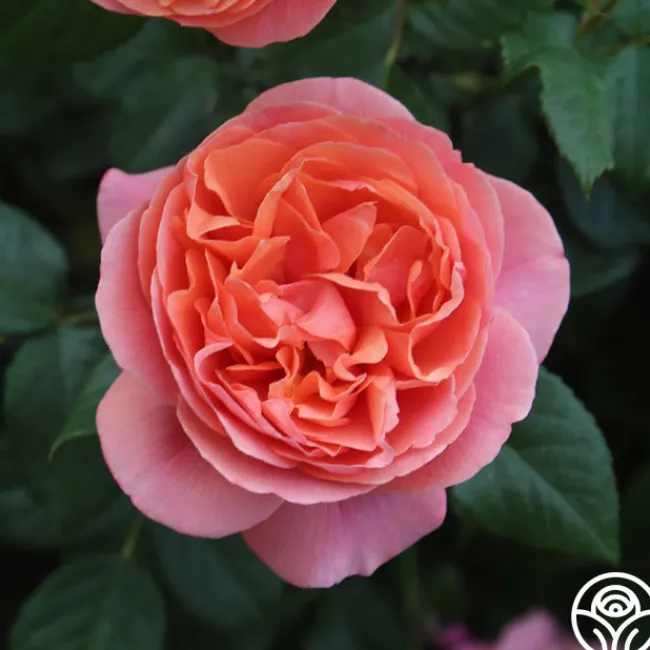 Matchless Mother™>Heirloom Roses Discount