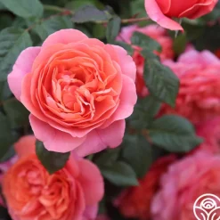 Matchless Mother™><noscript><img width=