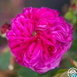 Maurice Lepelletier>Heirloom Roses Clearance