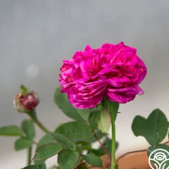 Maurice Lepelletier>Heirloom Roses Clearance