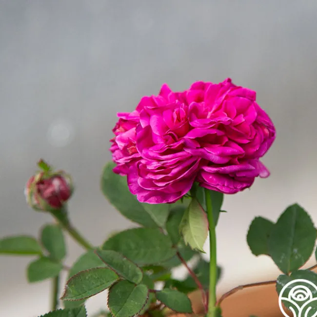Maurice Lepelletier>Heirloom Roses Clearance