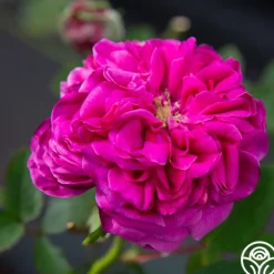Maurice Lepelletier><noscript><img width=