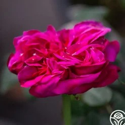 Maurice Lepelletier><noscript><img width=