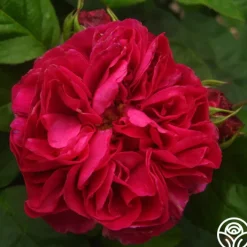 Maurice Lepelletier><noscript><img width=