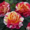 Maurice Utrillo®>Heirloom Roses Online