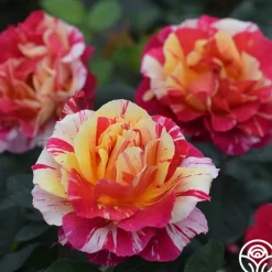 Maurice Utrillo®>Heirloom Roses Online
