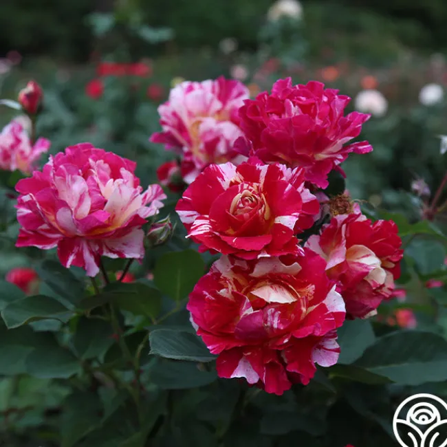 Maurice Utrillo®>Heirloom Roses Online