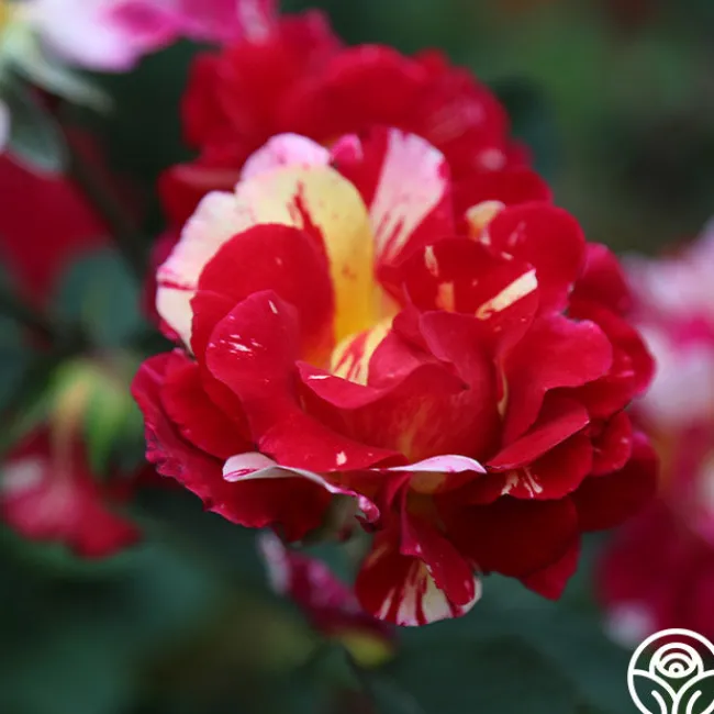 Maurice Utrillo®>Heirloom Roses Online