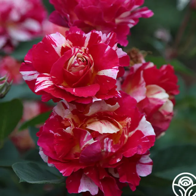 Maurice Utrillo®>Heirloom Roses Online