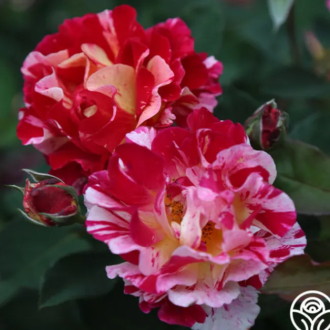 Maurice Utrillo®>Heirloom Roses Online