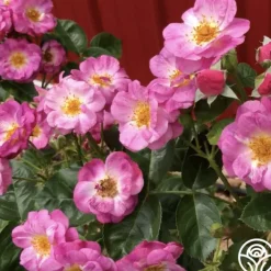 Mauvelous>Heirloom Roses Sale