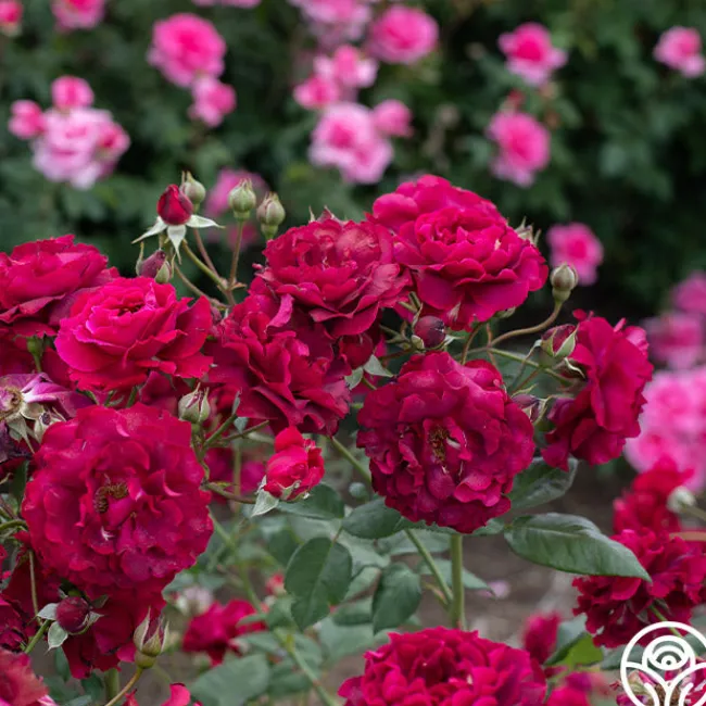 Mavourneen>Heirloom Roses Discount