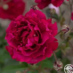 Mavourneen><noscript><img width=