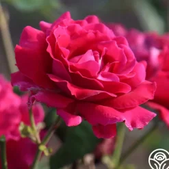 Mavourneen><noscript><img width=