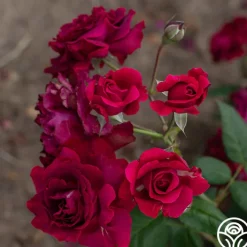Mavourneen><noscript><img width=