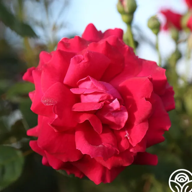 Mavourneen>Heirloom Roses Discount