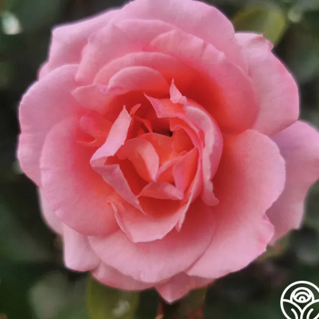 Meant To Be™>Heirloom Roses