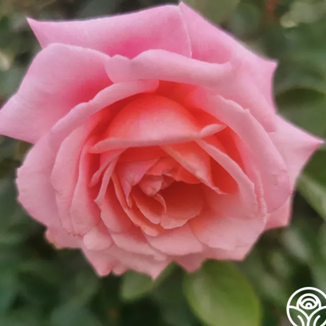 Meant To Be™>Heirloom Roses