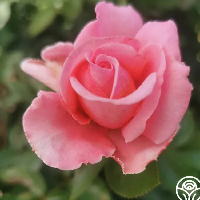 Meant To Be™>Heirloom Roses
