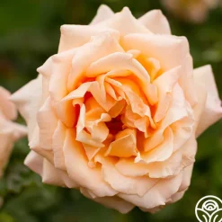 Medallion®>Heirloom Roses New