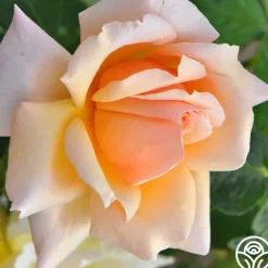 Medallion®>Heirloom Roses New