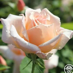 Medallion®><noscript><img width=