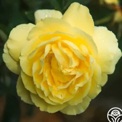 Mellow Yellow>Heirloom Roses