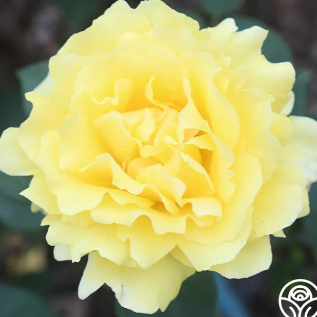 Mellow Yellow>Heirloom Roses