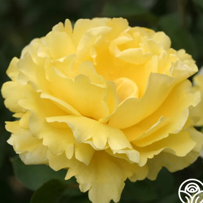 Mellow Yellow>Heirloom Roses