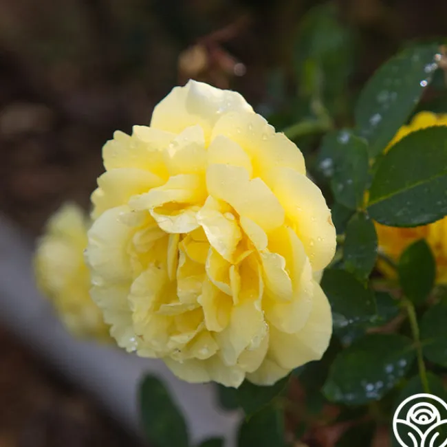 Mellow Yellow>Heirloom Roses