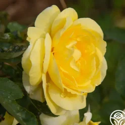 Mellow Yellow><noscript><img width=