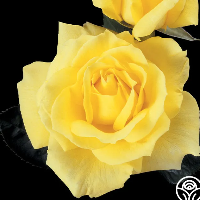 Mellow Yellow>Heirloom Roses