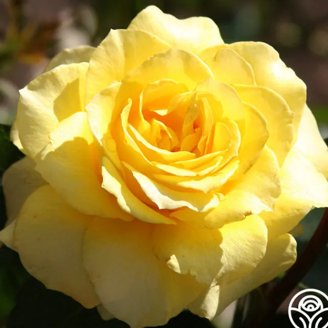 Mellow Yellow>Heirloom Roses