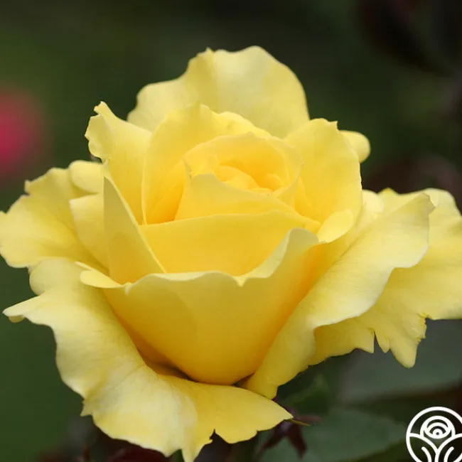 Mellow Yellow>Heirloom Roses