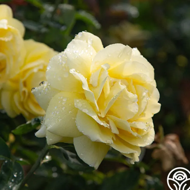 Mellow Yellow>Heirloom Roses