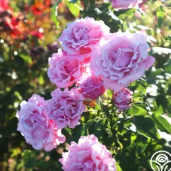Memorial Day™>Heirloom Roses Best