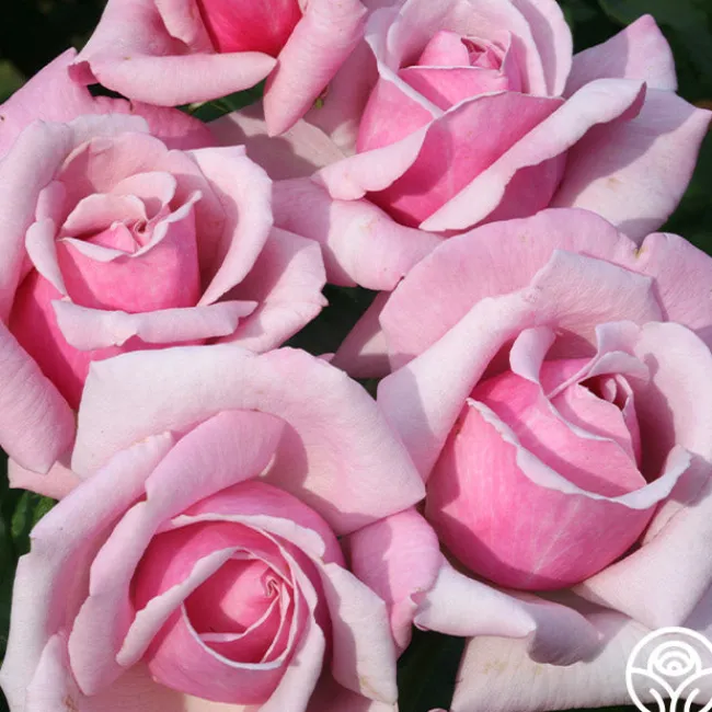 Memorial Day™>Heirloom Roses Best
