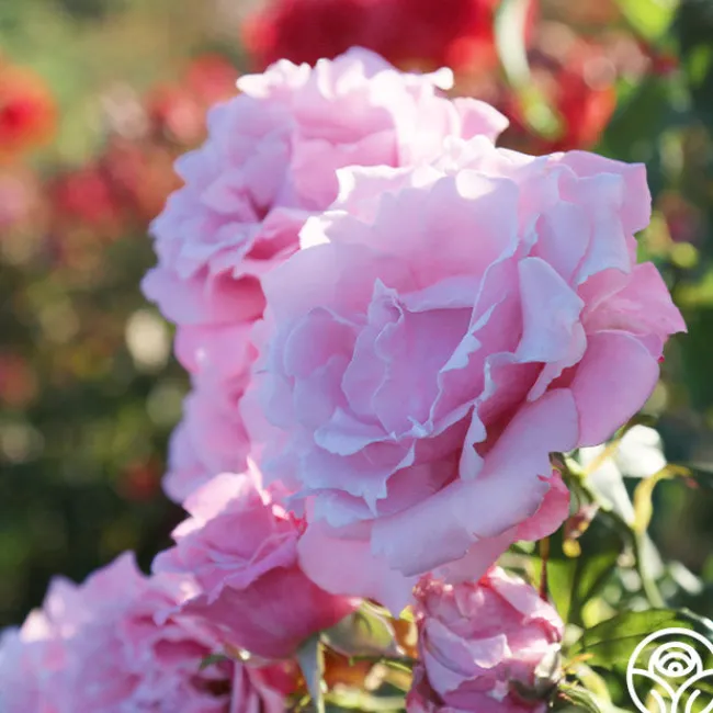 Memorial Day™>Heirloom Roses Best