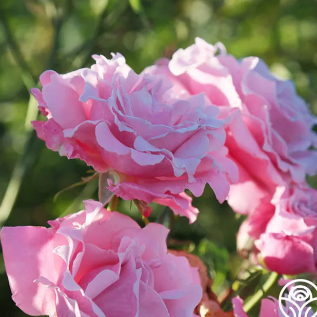 Memorial Day™>Heirloom Roses Best